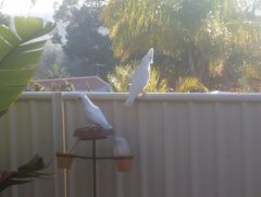 Birds in our garden
