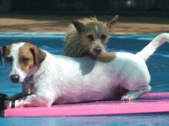 my dogs in our pool....summer 2009